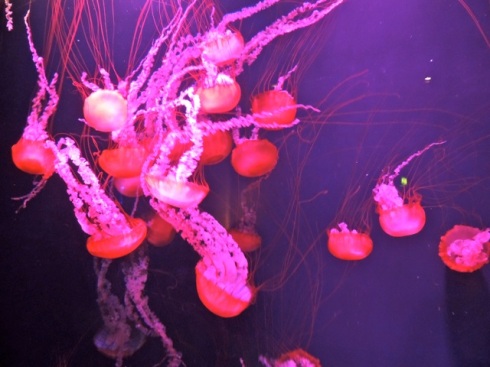 The red jelly fish