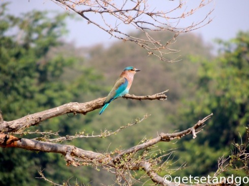 The Indian Roller posing for my camera