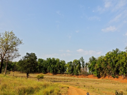 Grasslands of Kanha National Park