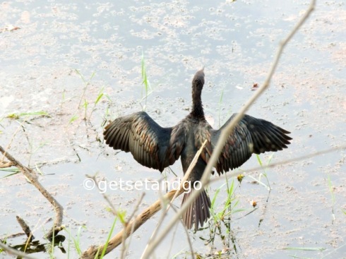 A cormorant drying its feathers 