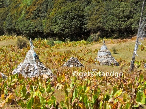 Stupas and a lot local plant that was growing abundantly all around, Pudacuo National PArk, Shangri-La