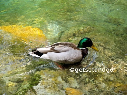 Ducks, Vintgar Gorge